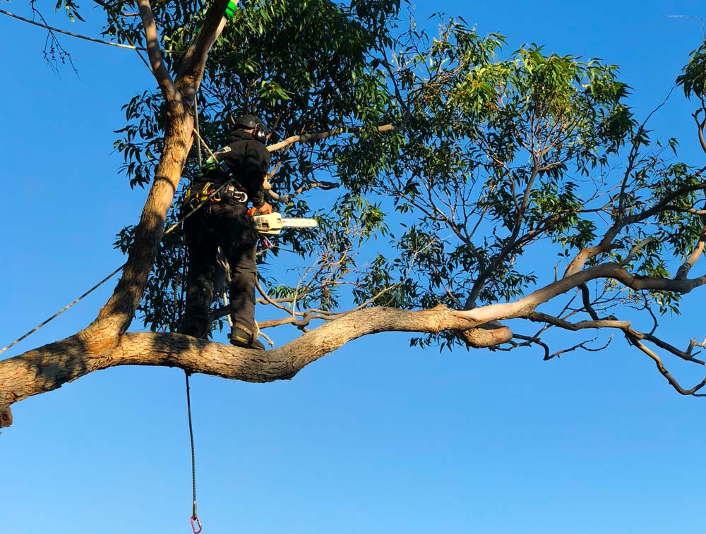 tree-removal-approval-in-sydney