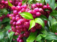 Growing-the-australian-lilli-pilli