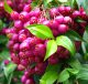 Growing-the-australian-lilli-pilli