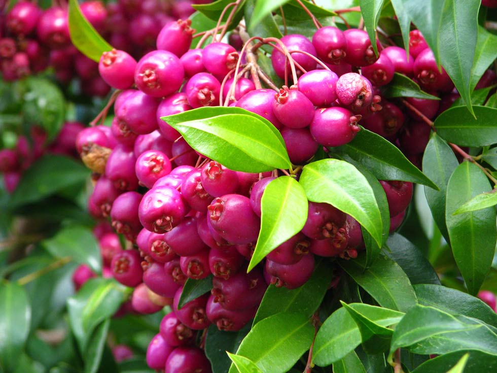 Growing-the-australian-lilli-pilli