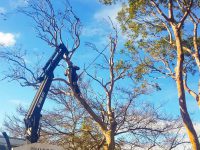 expensive-tree-removal-services
