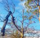 expensive-tree-removal-services
