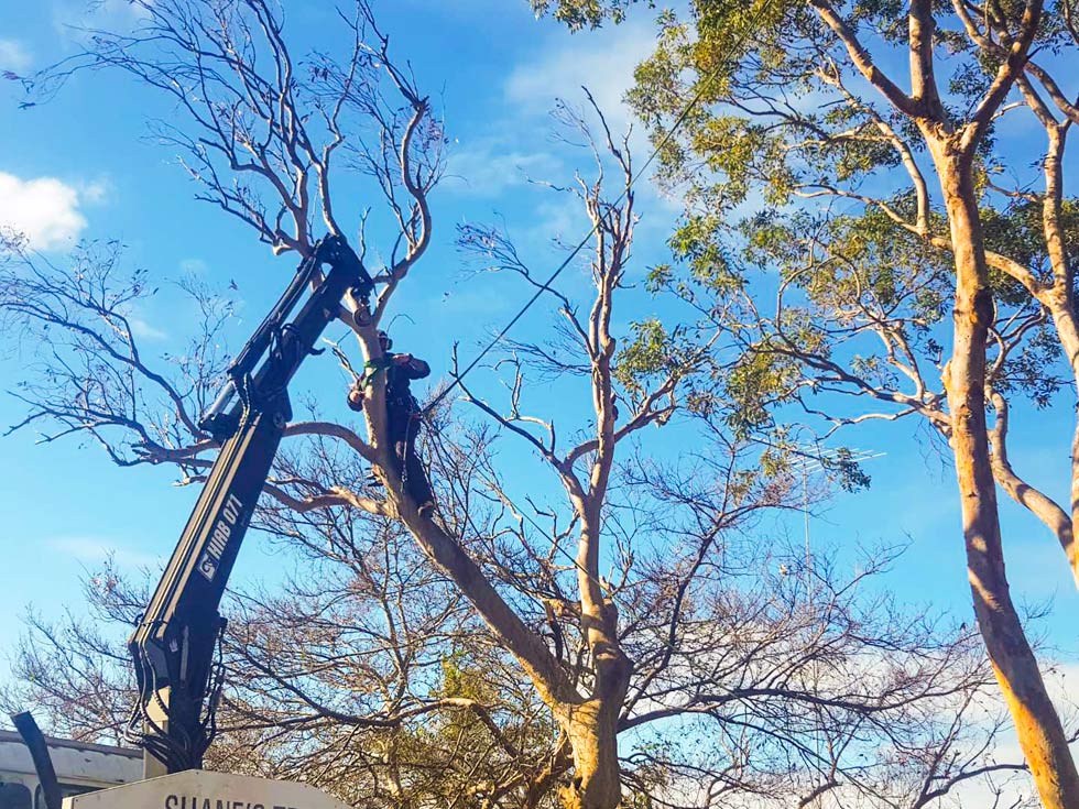 expensive-tree-removal-services